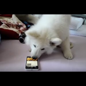 white swiss shepherd funny white swiss german shepherd listening to jinge bell try not to laugh