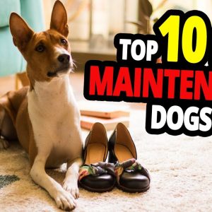 🐕 low maintenance dogs top 10 low maintenance dog breeds!