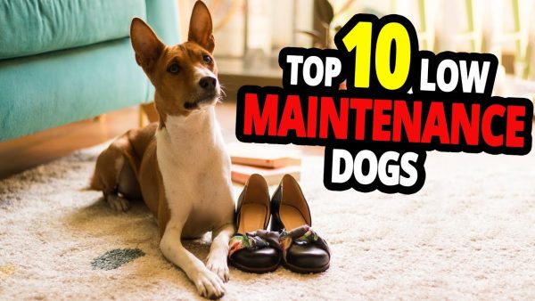 🐕 low maintenance dogs top 10 low maintenance dog breeds!