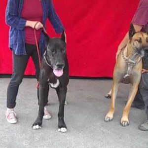 a4956715 mufasa and a4956713 toro | great danes