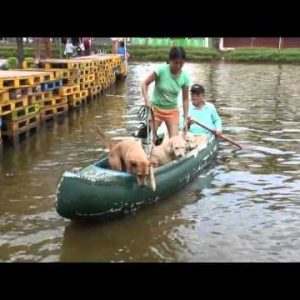 bangkok flood diary 10 13/11/11 four dogs in a boat