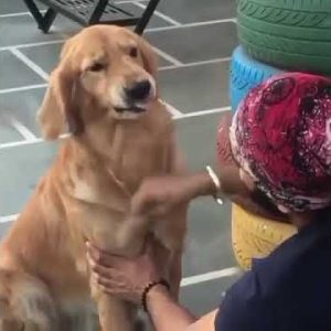 “fine but i won’t like it ”😂😂 funny dog video #shorts