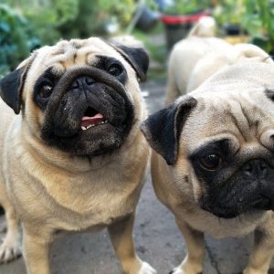 health concerns for pugs