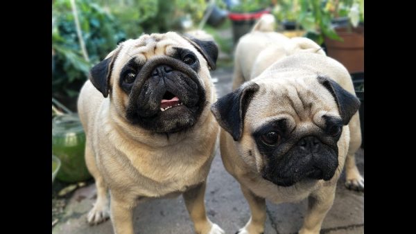 health concerns for pugs