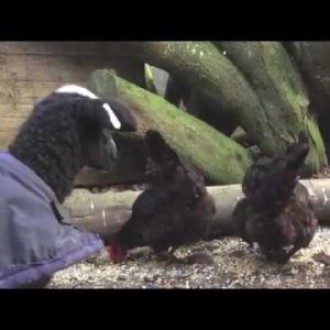 a lamb mesmerized by chickens