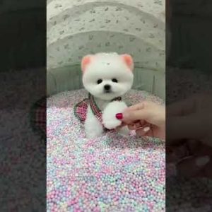 #shorts | baby cute and funny dogs | dog lovers volg | funny pets