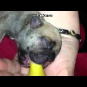 puppy loves milk cute