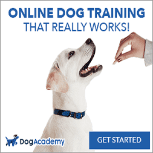 dog academy