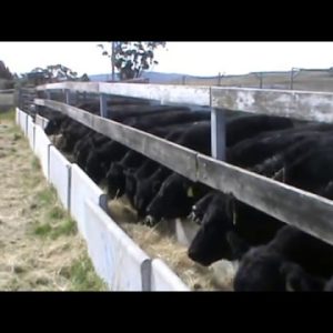 angus calves feeding.