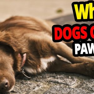 🐕 why do dogs cross their paws? top 5 reasons dogs cross their paws!