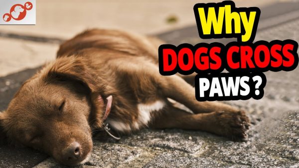 🐕 why do dogs cross their paws? top 5 reasons dogs cross their paws!