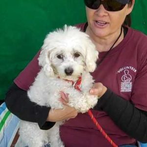 a5023853 lassie | maltese/miniature poodle