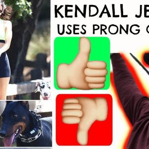 kendall jenner’s dog wearing cruel collar is the prong collar cruel?