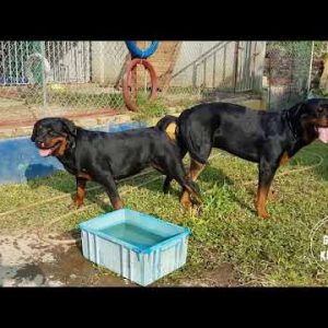 mating rottweiler 1st insemination for breeding full || pet book