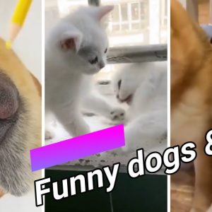 #shorts 😍 funny dogs and cats compilation 20 😍