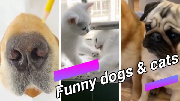 #shorts 😍 funny dogs and cats compilation 20 😍