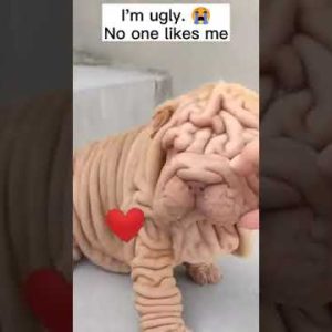 i am ugly😭 no one like me | dog | pet