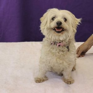 rescued! a4854218 bessie | maltese mix