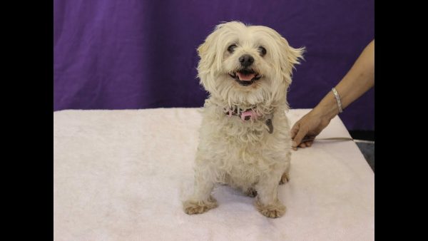 rescued! a4854218 bessie | maltese mix