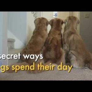 8 secret ways dogs spend their day