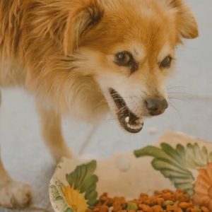 which dog food is best? dry vs wet vs dehydrated