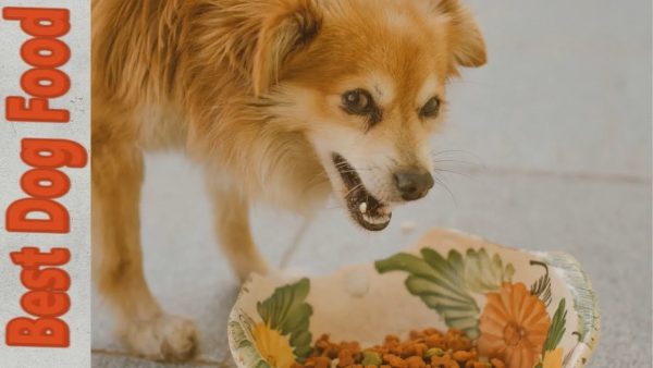 which dog food is best? dry vs wet vs dehydrated