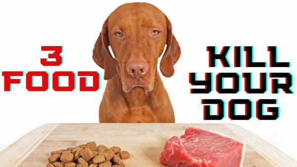 3 food that will kill your dog ⚠️🐕