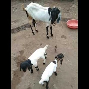 #shorts#bakrikikahani#bakriwalacartoon#bakrikiawaaz#bakrimainmain#goats#bakri(4)