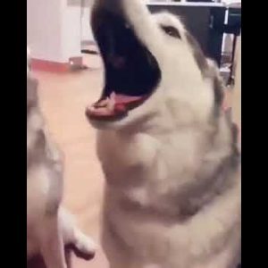 poor dogs 😂 funny dog video #shorts