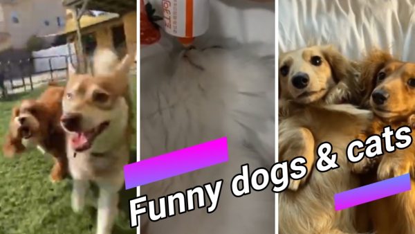 #shorts 😍 funny dogs and cats compilation 14 😍