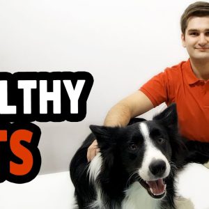 🐾 do you like pets such as dogs & cats? watch healthy pets!