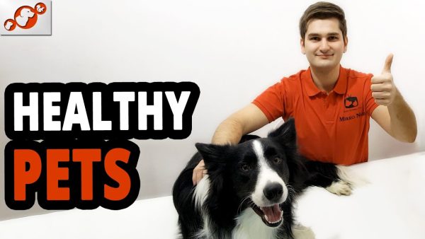 🐾 do you like pets such as dogs & cats? watch healthy pets!