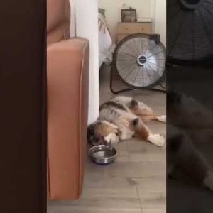 😂 😂 is too hot can't move 😂 😂 |cute dog videos| #shorts