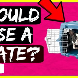 should i crate my dog? are dog crates cruel? dog training advice with america's canine educator