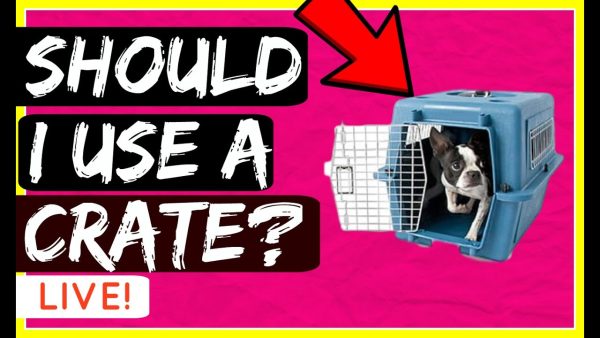 should i crate my dog? are dog crates cruel? dog training advice with america's canine educator