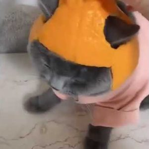 cute orange helmet fits this cat