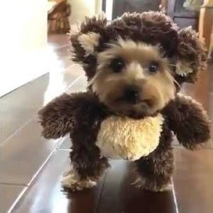 awwww cutest dog 😻😻😻 cute dog video #shorts