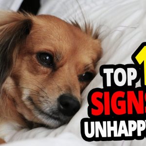 🐕 unhappy dog top 10 signs your dog is unhappy!