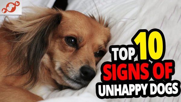 🐕 unhappy dog top 10 signs your dog is unhappy!