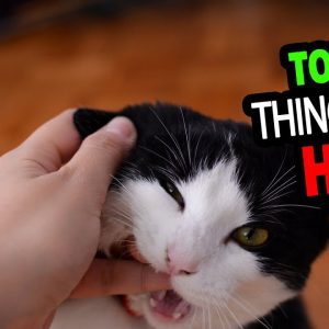 🐈 what do cats hate? top 10 things people do to cats that cats hate!