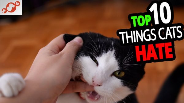 🐈 what do cats hate? top 10 things people do to cats that cats hate!