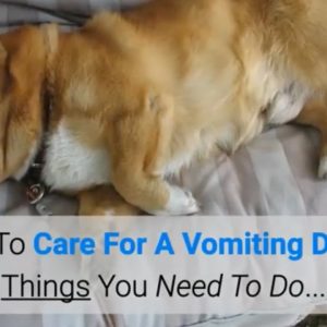 how to care for a vomiting dog? 5 things you need to do...