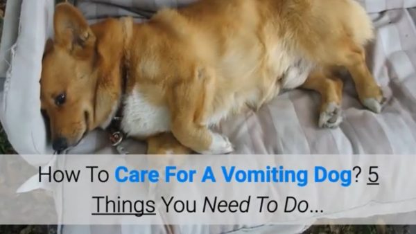 how to care for a vomiting dog? 5 things you need to do...