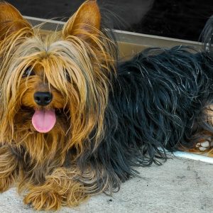 🐕 the yorkshire terrier dog – all about yorkshire terrier dogs!