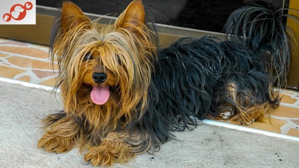 🐕 the yorkshire terrier dog – all about yorkshire terrier dogs!