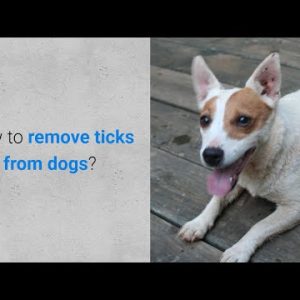 how to remove ticks from dogs? 7 steps