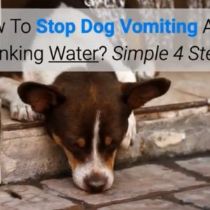 how to stop dog vomiting after drinking water? simple 4 steps