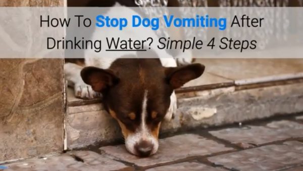 how to stop dog vomiting after drinking water? simple 4 steps