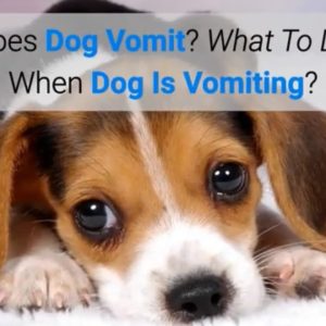 does dog vomit? what to do when dog is vomiting?