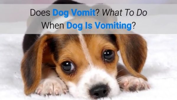 does dog vomit? what to do when dog is vomiting?